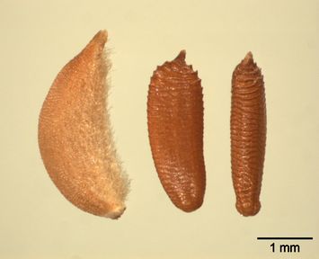 Vorschaubild Wurmsalat, Wurmlattich, Natterkopfartiges Bitterkraut